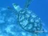 Cozumel Turtle