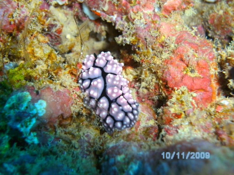 nudibranch in fiji