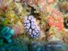 nudibranch in fiji