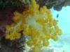 fiji soft coral