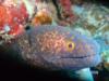 moray eel