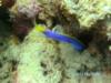 Blue Ribbon EEL