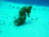 sea horse cozumel