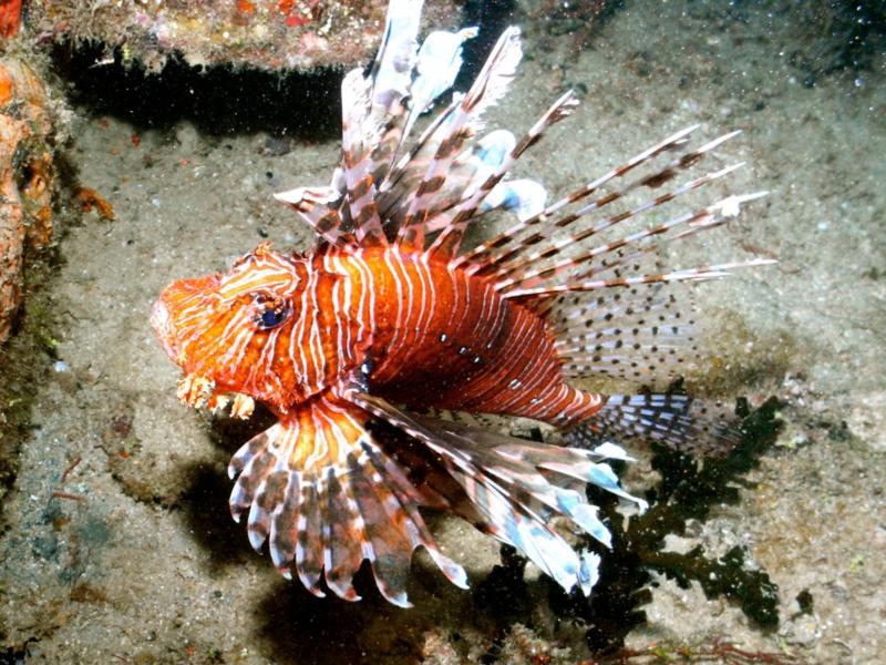 lion fish fiji