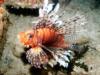 lion fish fiji