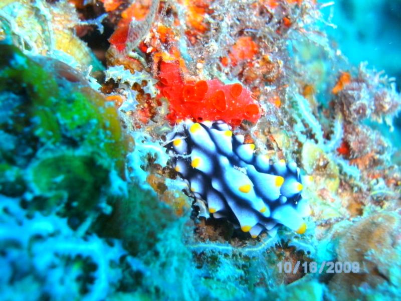 nudi in Fiji