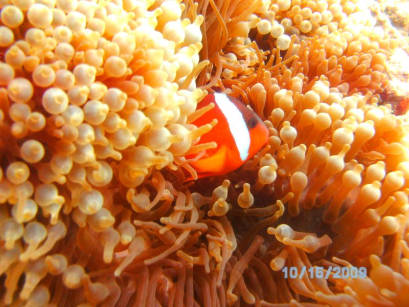 another clown fish in fiji