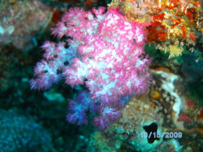 Fiji soft coral