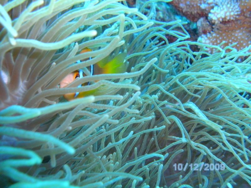 hiding nemo