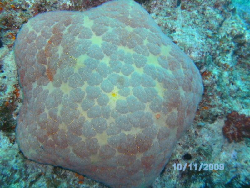 puffy starfish