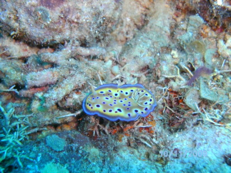 nudi in fiji