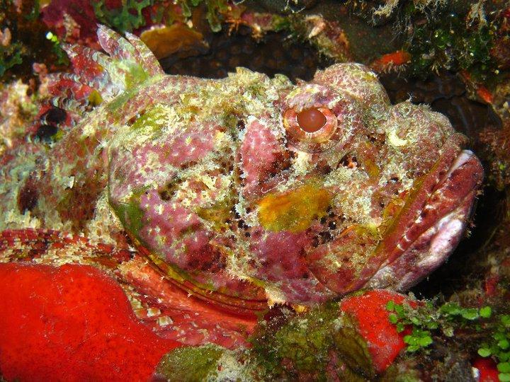 Scorpion fish Playa