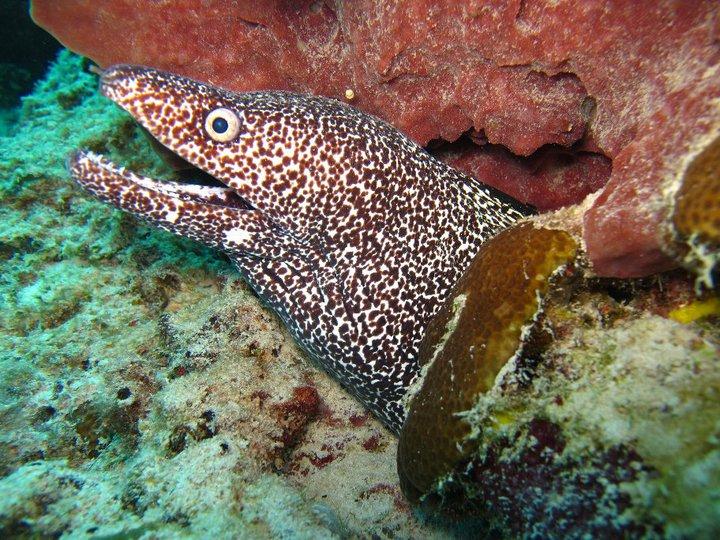 spotted eel