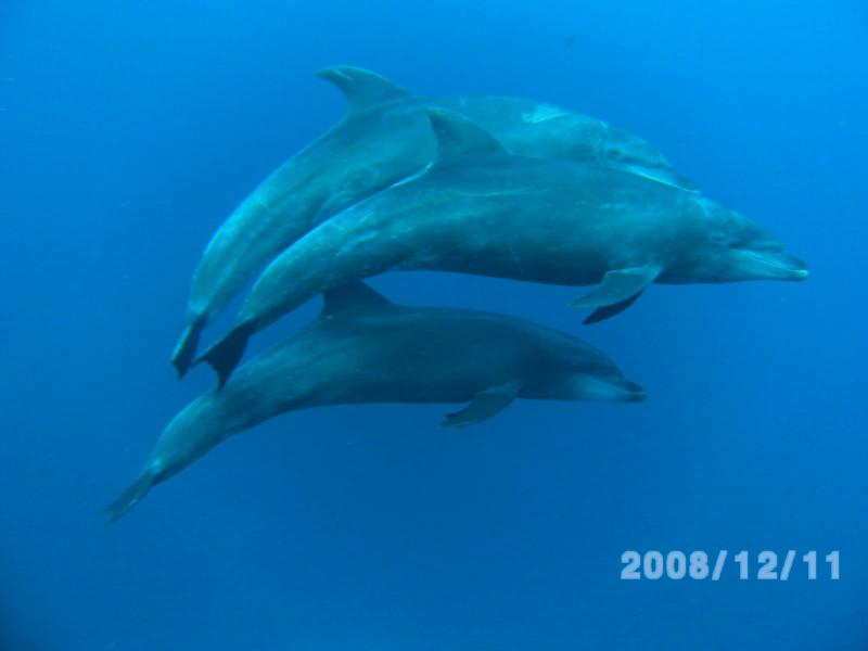 Dolphin in the socorro islands