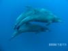 Dolphin in the socorro islands