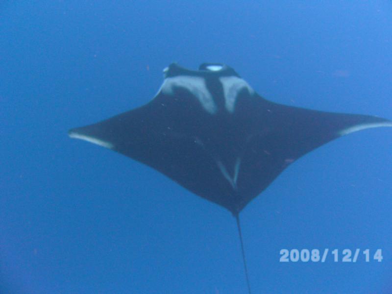 manta