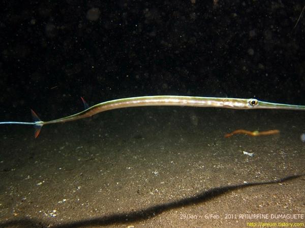 pipe fish?