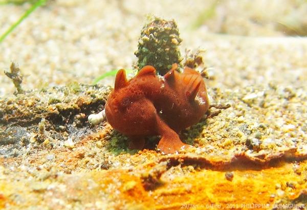 i luv frog fish!!