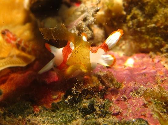 i luv frog fish!!