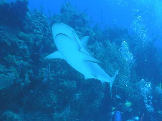 Reef Shark 2