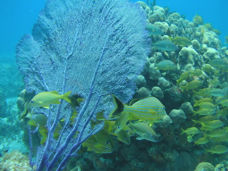 Underwater landscape