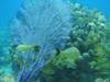 Underwater landscape