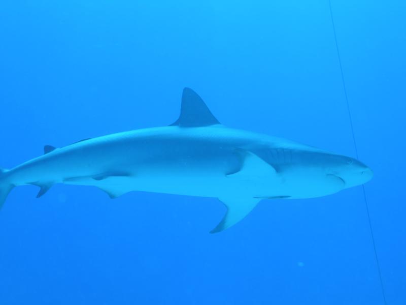 Reef Shark