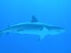 Reef Shark