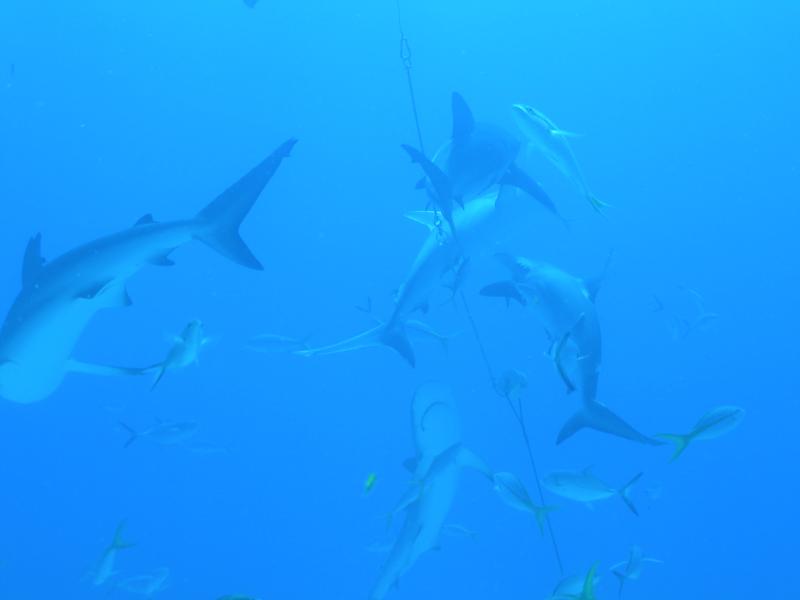 Reef Sharks