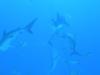 Reef Sharks