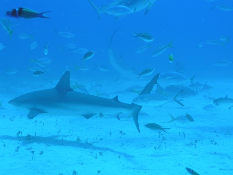 Reef Sharks