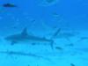 Reef Sharks