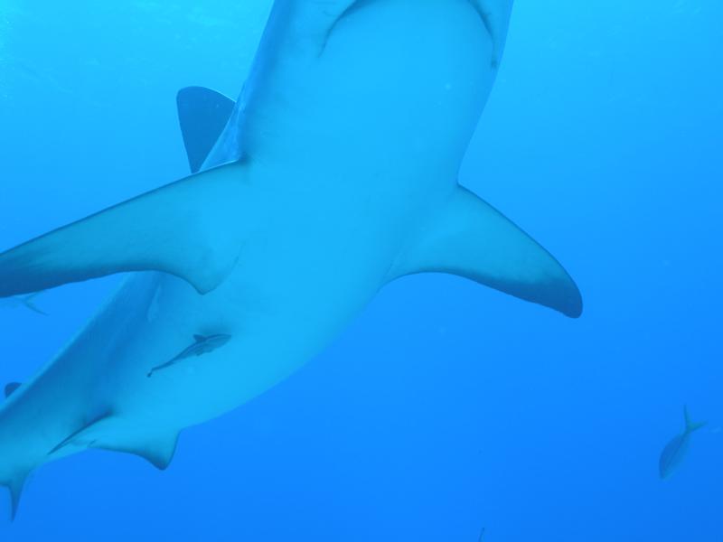 Reef Shark