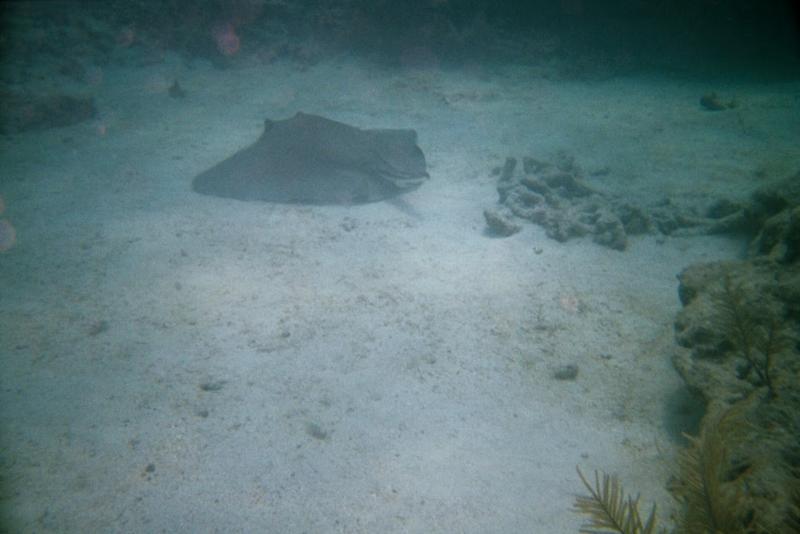 Manta Ray in the FL keys