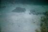 Manta Ray in the FL keys