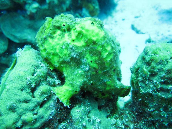 Yellow Frogfish at "Just a Nice Dive"