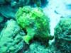 Yellow Frogfish at "Just a Nice Dive"