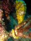 Yellow Striped Seahorse at "Small Wall"