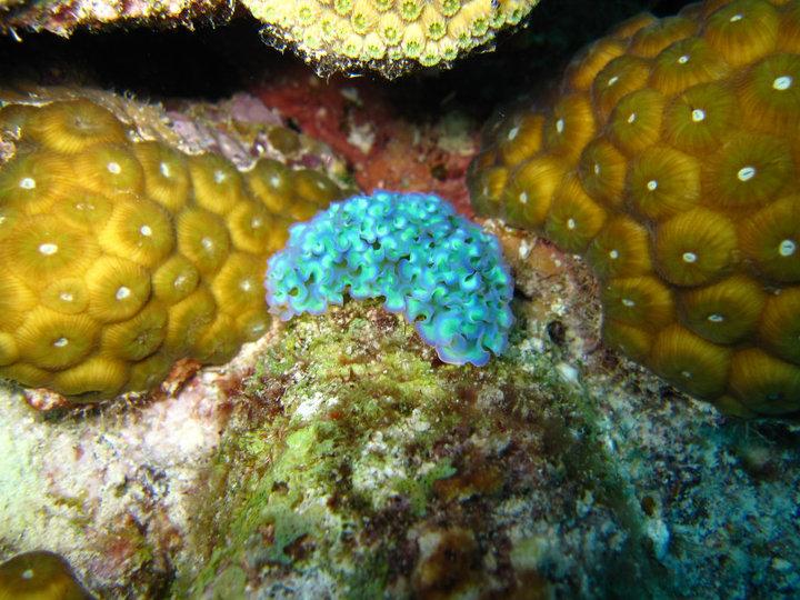 Turquoise Nudibranch