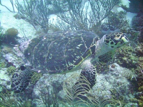 Barbados (Hawksbill Turtle)
