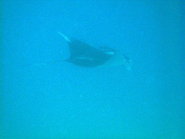 manta ray