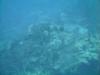 Barbados (Turtle)