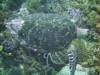Barbados (Turtle)