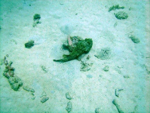 Barbados (Scorpionfish)