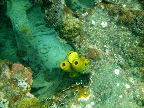 Barbados (Frog Fish)