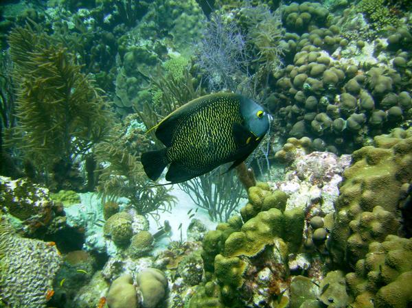 Bonaire (French Angle Fish)