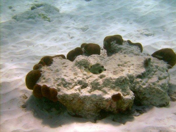 Bonaire (Boxfish)