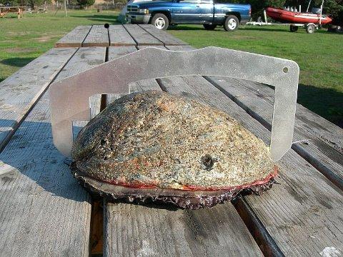 10 inch abalone from fisk ill cove