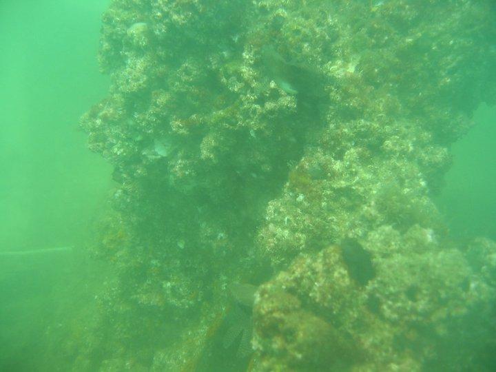 Mass. Dive off Fort Pickens