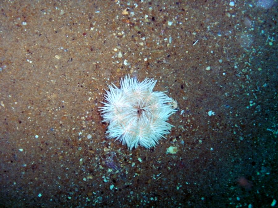 Goldfinch Reef SC